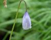 Meconopsis quintupl...